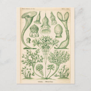 Grüne Flora Biologische Illustration Postkarte