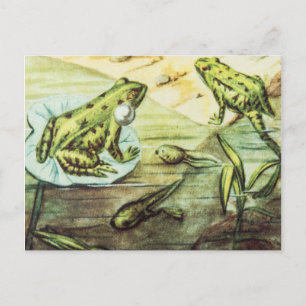 Grüne Frösche, Tierdarstellung Postkarte