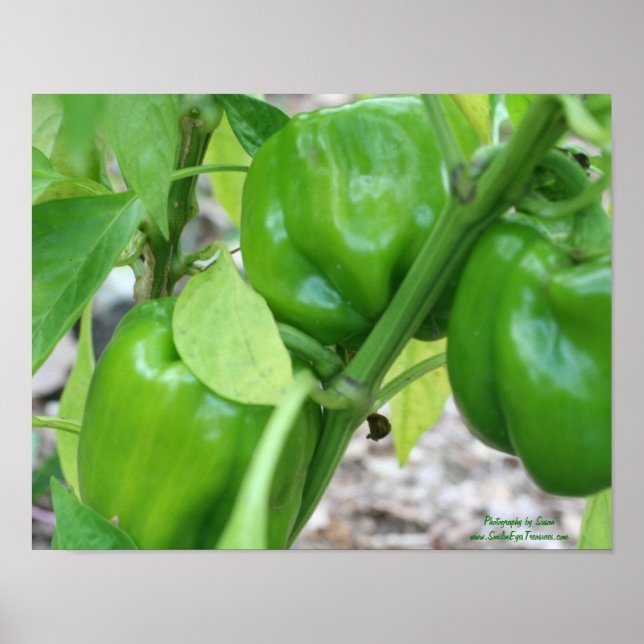Grüne Gartenanlage Paprikaschoten auf dem Weinberg Poster (Vorne)