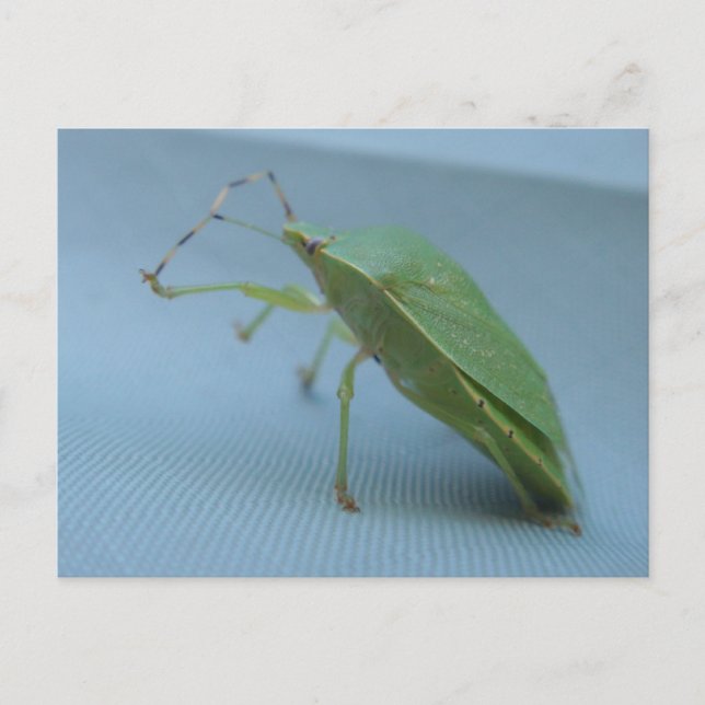 Grüne Gestank-Wanzen-Postkarte Postkarte (Vorderseite)