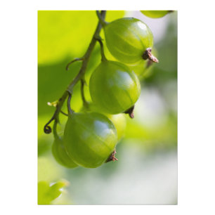 Grüne Goosebeeren Weckte Up CC0306 Foto Print