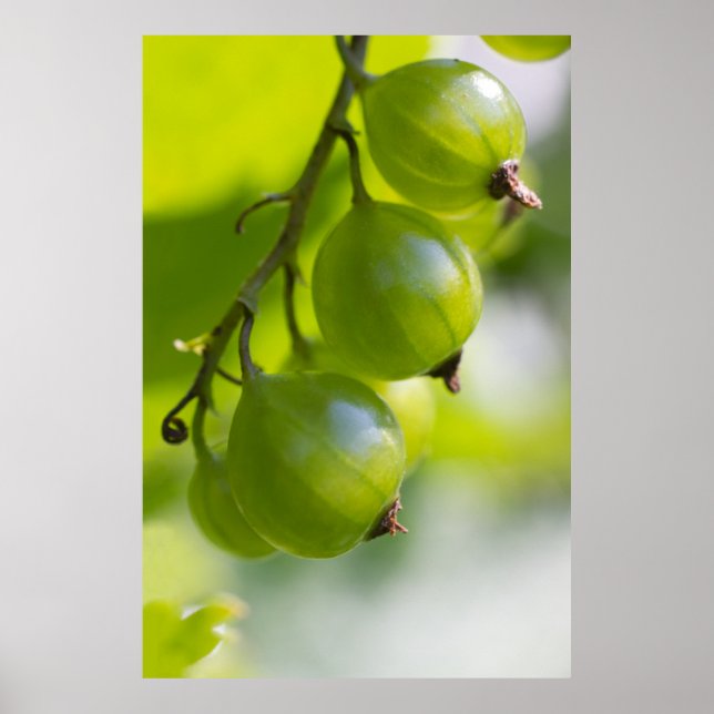Grüne Gooseberries CC0208 Weckte up Poster (Vorne)