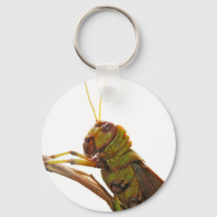 Grüne Grasshopper nahe Details Schlüsselanhänger