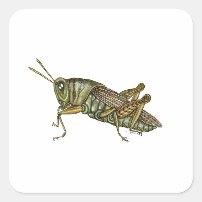 Grüne Grasshopper Quadratischer Aufkleber (Vorderseite)