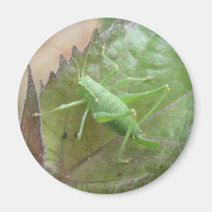 Grüne Grille auf der linken Seite Magnet