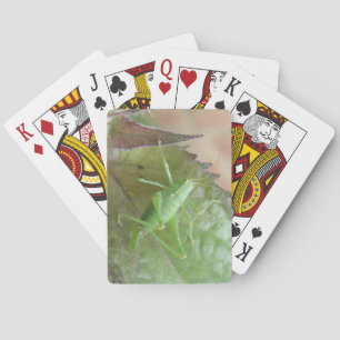 Grüne Grille auf einem Leaf, der Karten spielt Spielkarten