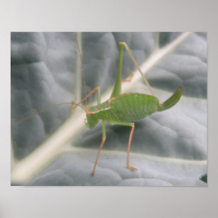 Grüne Heuschrecke Makro-Druck Poster
