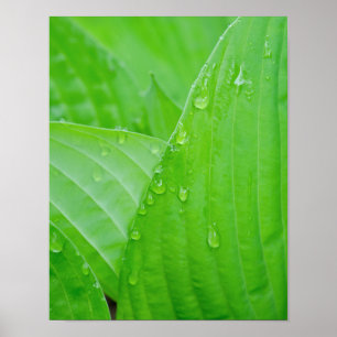 Grüne Hosta-Blätter und Wassertropfen Poster