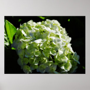 Grüne Hydrangeas-Blume Poster