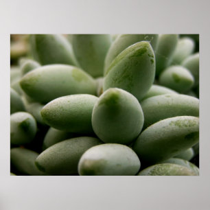 Grüne Juwelen Poster