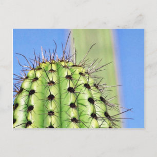 Grüne Kaktusdornen Postkarte