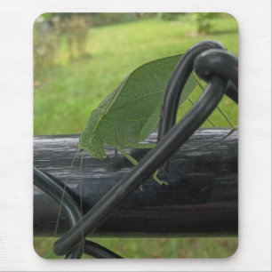 Grüne Katydid auf schwarzem Zaun Mousepad