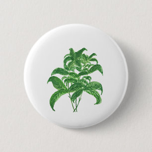 Grüne Küche botanische Pflanze Kräuter Basil Button