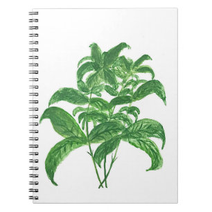 Grüne Küche botanische Pflanze Kräuter Basil Notizblock