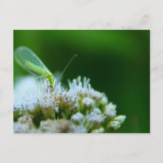 Grüne Lacewing auf Boneset-Blume Postkarte