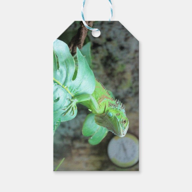 Grüne Leguane Geschenkanhänger (Vorderseite)