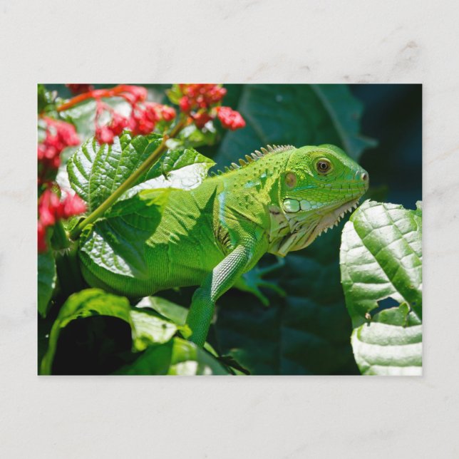 Grüne Leguane Postkarte (Vorderseite)