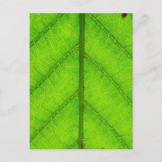 Grüne Linke Postkarte