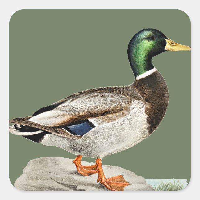 Grüne Mallard Ente Jagd Natur Kunst Quadratischer Aufkleber (Vorderseite)