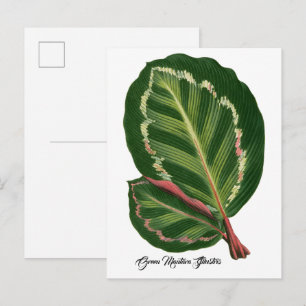 Grüne Mantara Illustris-Blatt-Illustration Poster Postkarte