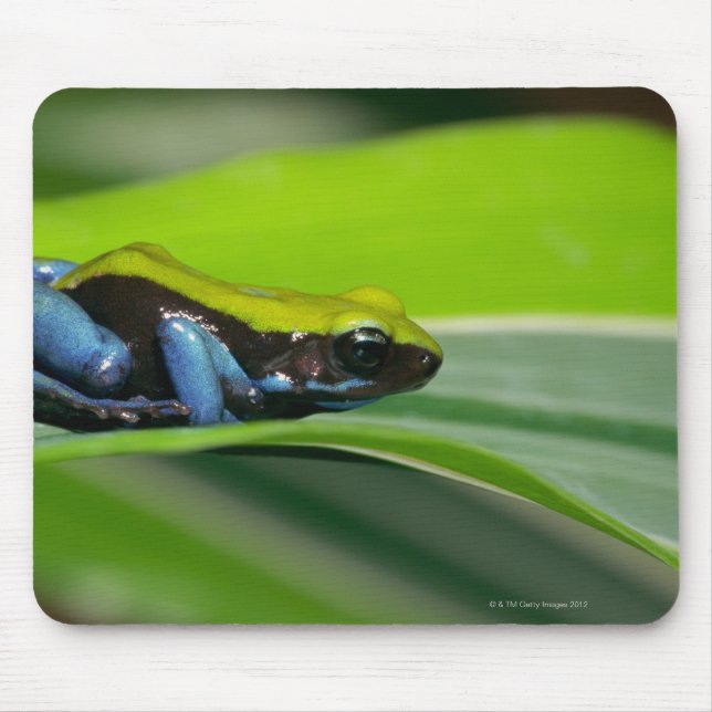 Grüne Mantella Mousepad (Vorne)