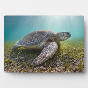 Grüne Meeresschildkröte bei Dämmerung   Akumal Bay Fotoplatte