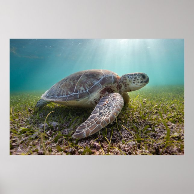 Grüne Meeresschildkröte bei Dämmerung | Akumal Bay Poster (Vorne)