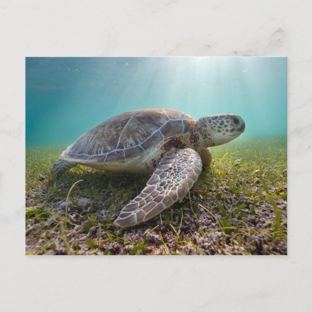 Grüne Meeresschildkröte bei Dämmerung | Akumal Bay Postkarte (Vorderseite)
