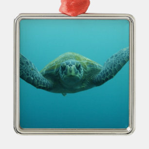 Grüne Meeresschildkröte (Chelonia mydas agassisi), Silbernes Ornament