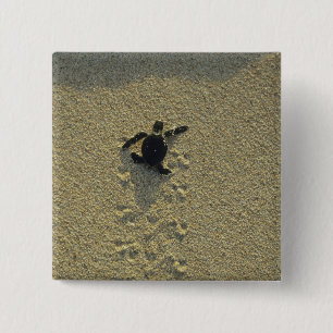 Grüne Meeresschildkröte, (Chelonia mydas), frisch Button