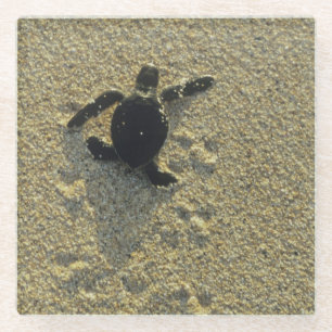 Grüne Meeresschildkröte, (Chelonia mydas), frisch Glasuntersetzer