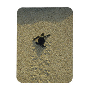 Grüne Meeresschildkröte, (Chelonia mydas), frisch Magnet