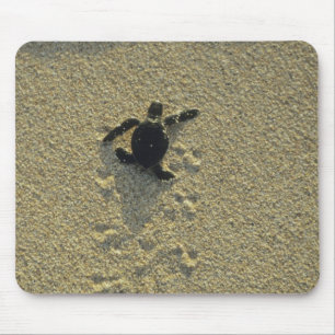 Grüne Meeresschildkröte, (Chelonia mydas), frisch Mousepad