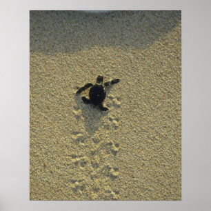 Grüne Meeresschildkröte, (Chelonia mydas), frisch  Poster