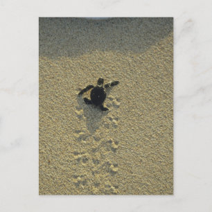 Grüne Meeresschildkröte, (Chelonia mydas), frisch  Postkarte