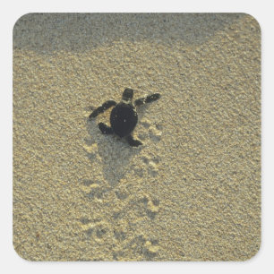 Grüne Meeresschildkröte, (Chelonia mydas), frisch Quadratischer Aufkleber