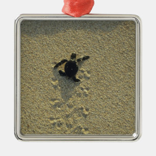 Grüne Meeresschildkröte, (Chelonia mydas), Jungtie Ornament Aus Metall