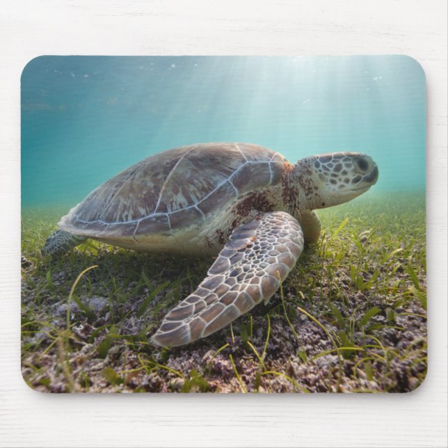 Grüne Meeresschildkröte der Bucht an der Mousepad (Vorne)