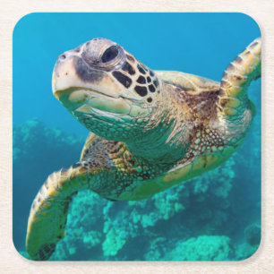 Grüne Meeresschildkröte, die über Korallenriff Rechteckiger Pappuntersetzer
