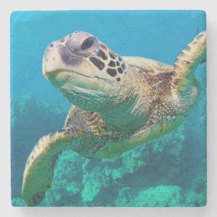 Grüne Meeresschildkröte, die über Korallenriff Steinuntersetzer