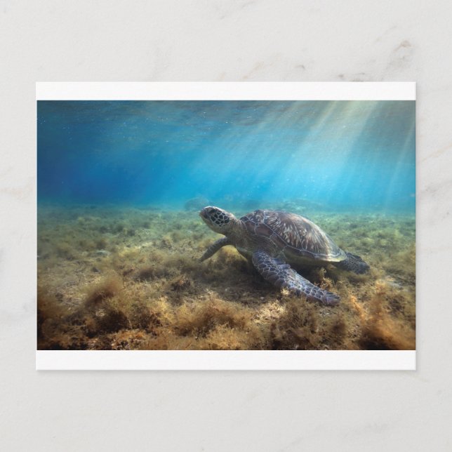 Grüne Meeresschildkröte entspannt unter Wasser Postkarte (Vorderseite)