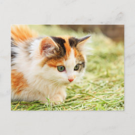 Grüne mit Augen Calico-Katze Postkarte