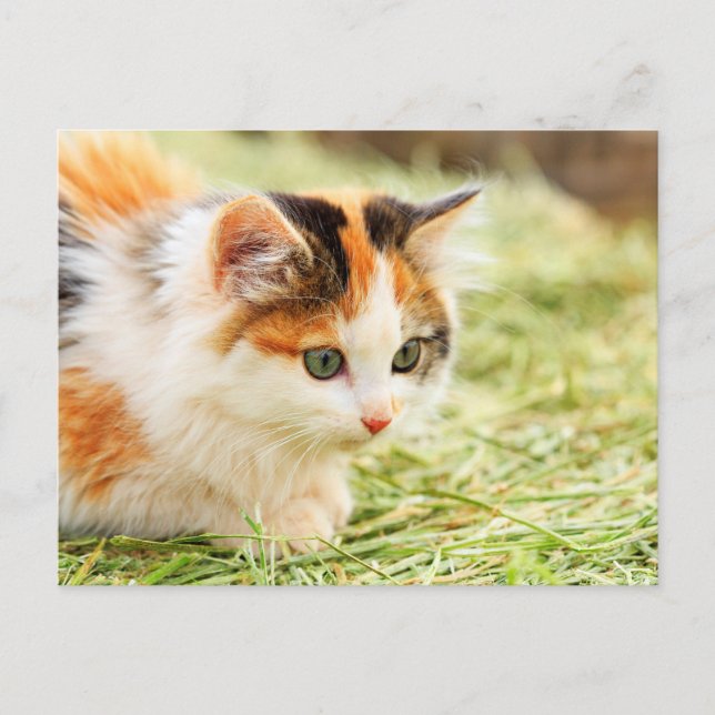 Grüne mit Augen Calico-Katze Postkarte (Vorderseite)