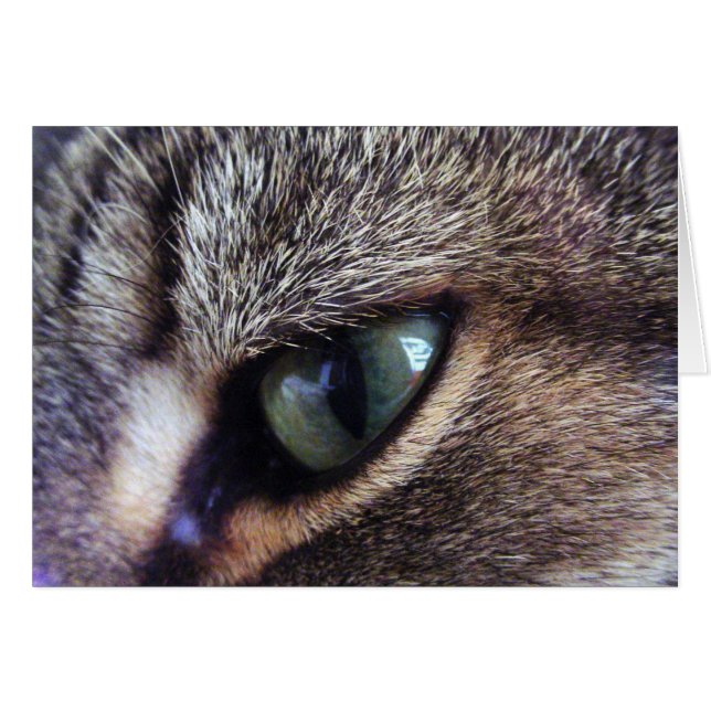Grüne Mit Augen graue Tablette Katzenkatze Nah-up  (Vorderseite (Horizontal))