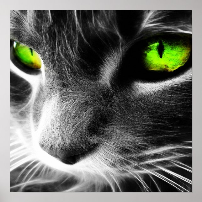 Grüne Mit Augen Katze Nah drucken Poster (Vorne)