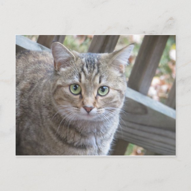Grüne Mit Augen Katze Postkarte (Vorderseite)