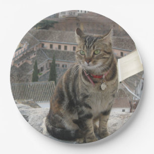 Grüne mit Augen Katzenfotografie Papiertafel Pappteller