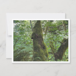 Grüne Moos Postkarte