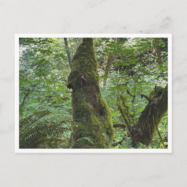 Grüne Moos Postkarte