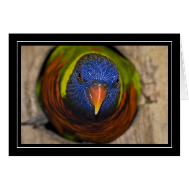 Grüne-Naped Lorikeet leere Karte (Vorderseite (Horizontal))